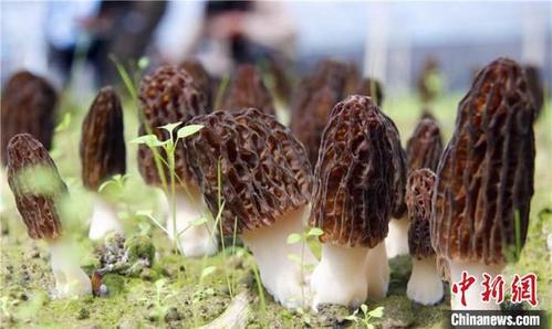 香格里拉春耕忙 羊肚菌产业扶贫显成效