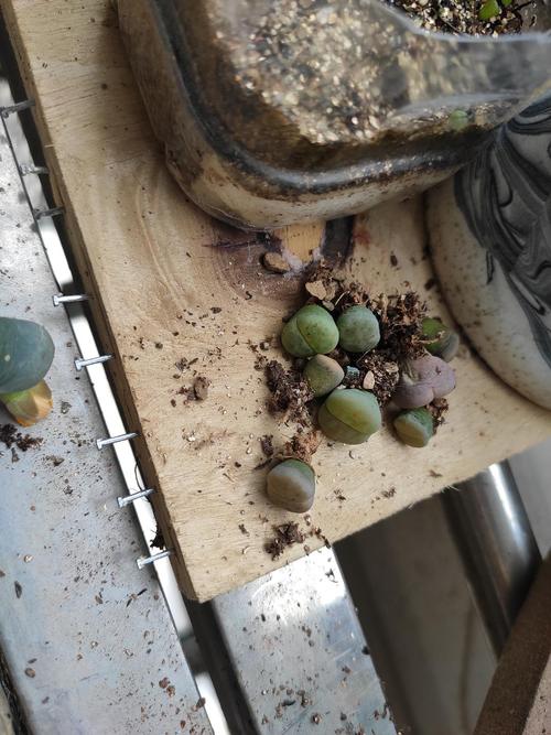 生石花化水求助