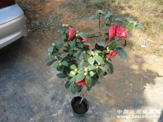 花苞多多 红赤丹茶花 83公分