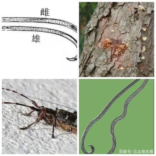 松材线虫病是"松树癌症",一旦发现,采取综合措施防治