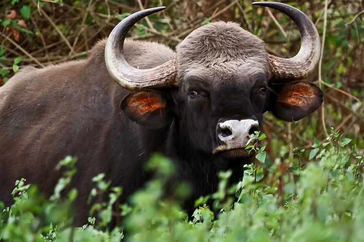 data-lemmaid="9942196">野黄牛 /a>,白袜子,亚洲野牛等,分布于 a