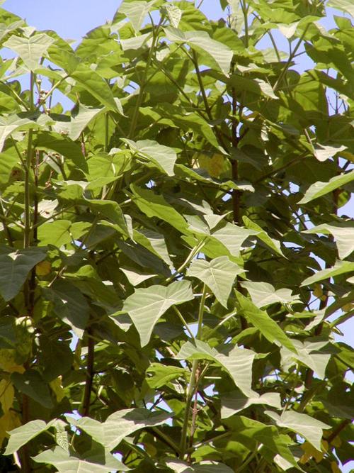 泡桐图片和介绍