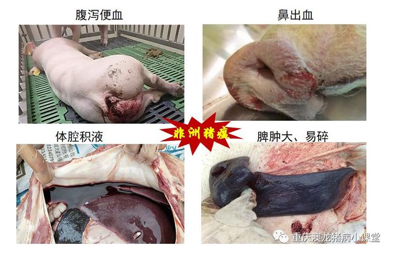 非洲猪瘟与蓝耳病的鉴别诊断非洲猪瘟与猪丹毒的鉴别诊断相似症状:猪