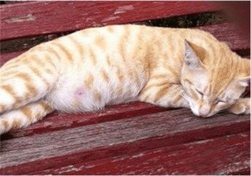 猫咪肚子大就是怀孕了别搞错了可能是假怀孕