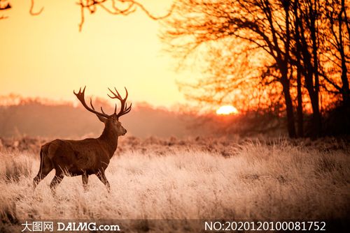 夕阳下野外马鹿高清摄影图片