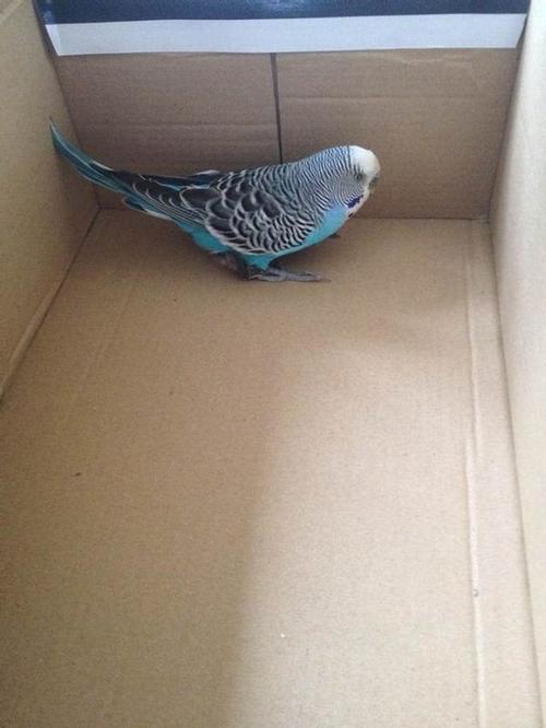 这只虎皮鹦鹉值多少钱?