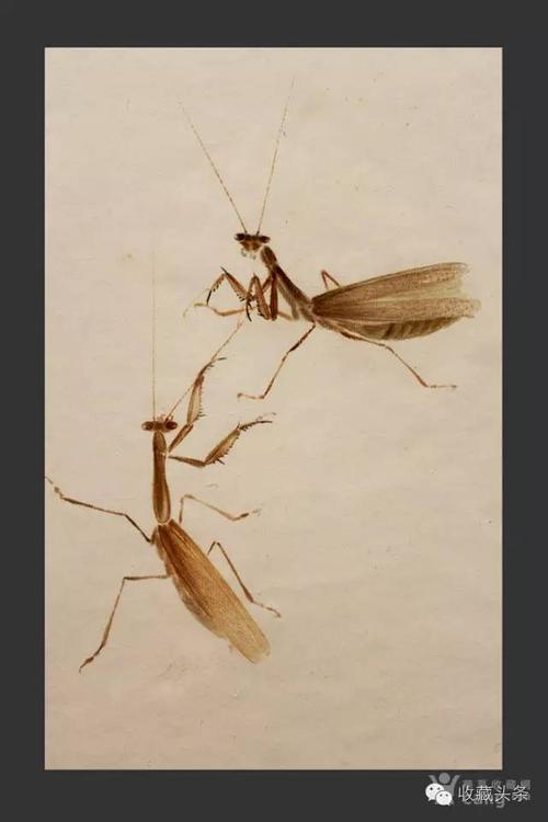 齐白石笔下出神入化的昆虫
