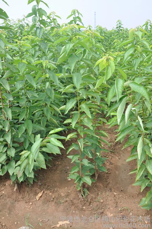 供应乐也一年小苗果树苗 樱桃苗