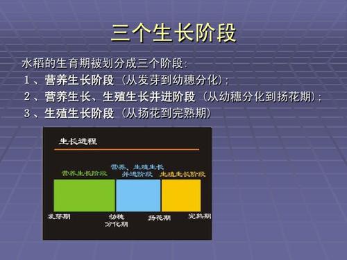 国家水稻研究中心划分的水稻生育期ppt