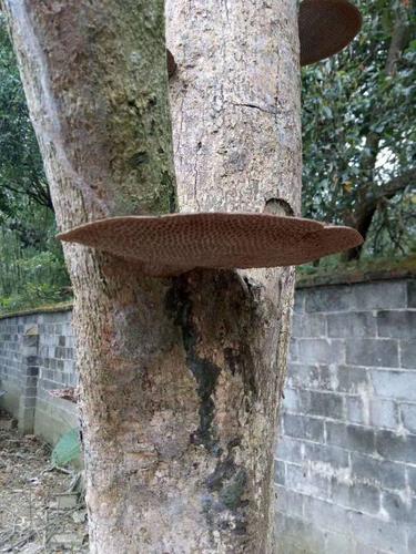 龙眼树上长都灵芝