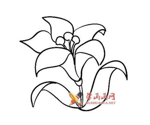 12款漂亮的花朵的简笔画画法大全__植物_大树,花草系列植物简笔画大全