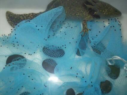 如何做六角恐龙鱼手抄报 如何做手抄报