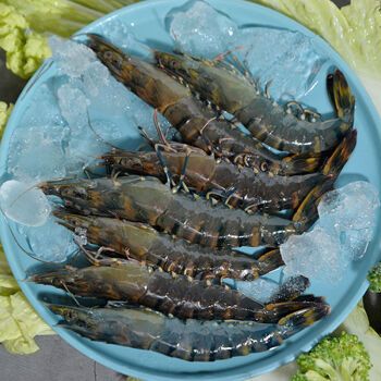 海鲜水产福建东山岛野生深海黑虎虾黑节虾草虾海捕大虾鲜活超大虎虾特