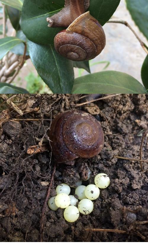 皱疤坚螺观赏宠物爬宠学生教学科学课实验蜗牛活体包邮专柜正品_7折