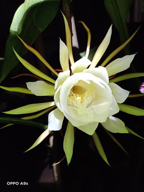 昙花一现最美瞬间