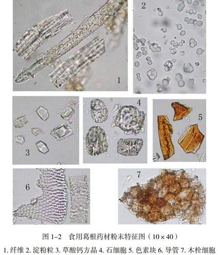 [摘 要]对食用葛根药材进行药材鉴别,显微鉴别,为以后食用葛根的研究