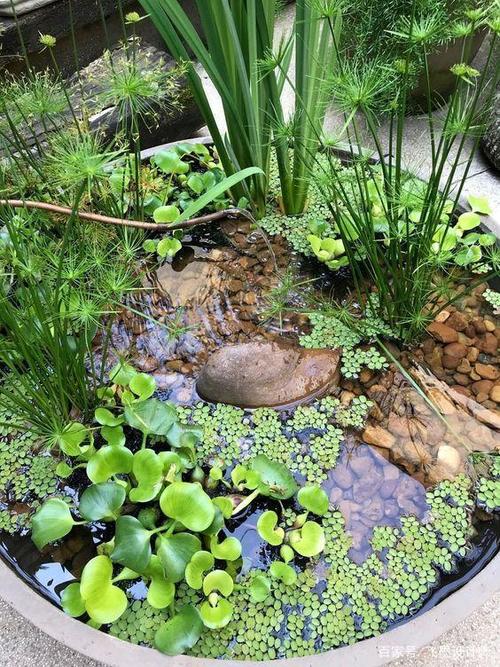 水缸这么个好东西,城里人都抢着收购,放院子里做水景漂亮极了!