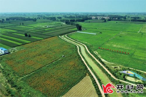 我们来到开封市现代农业产业园,该产业园核心区流转土地4500亩,规划