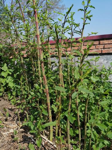 "川筋龙"是一种多年生草本植物,它属于蓼科,原始花被亚纲.