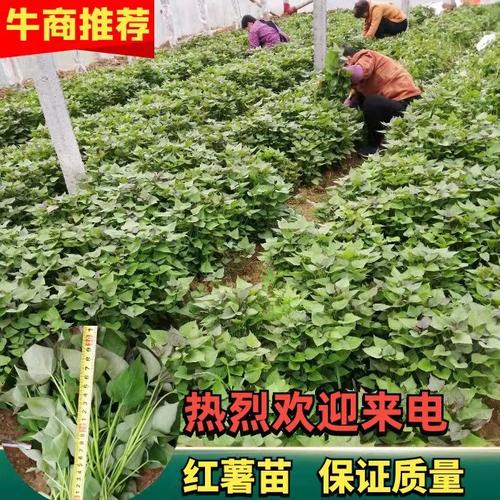 红薯苗 西瓜红红薯苗 脱毒红薯苗 产地直销,欢迎来电