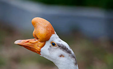 公鹅几个月长鹅包 鹅几个月头上长凸起