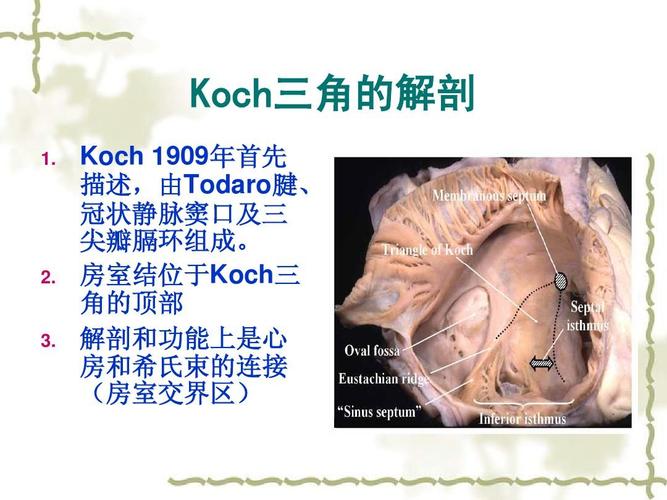 koch 1909年首先 描述,由todaro腱, 冠状静脉窦口及三 尖瓣膈环组成.
