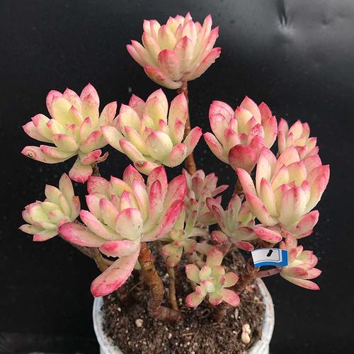 铃铛小叮当锦多植物老桩群生韩国进口一物一拍多肉植物