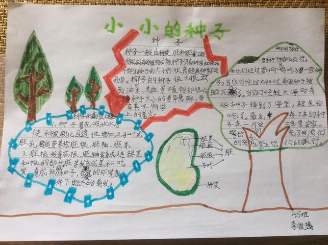 我也上网学习了种子的结构,画了一幅关于种子的手抄报