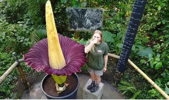 南台控股全球最大的腐尸花将再次盛放排队两小时闻腐尸的味道