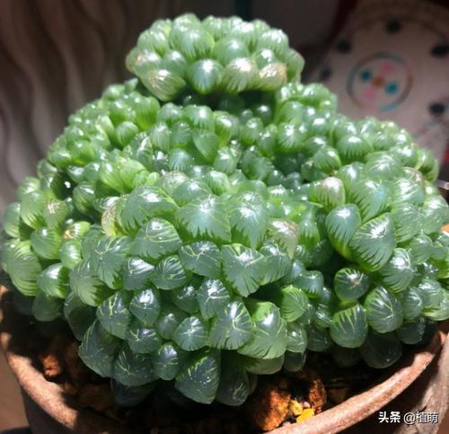 玉露爆盆没有那么难,看到别人养的玉露,都是满满一盆