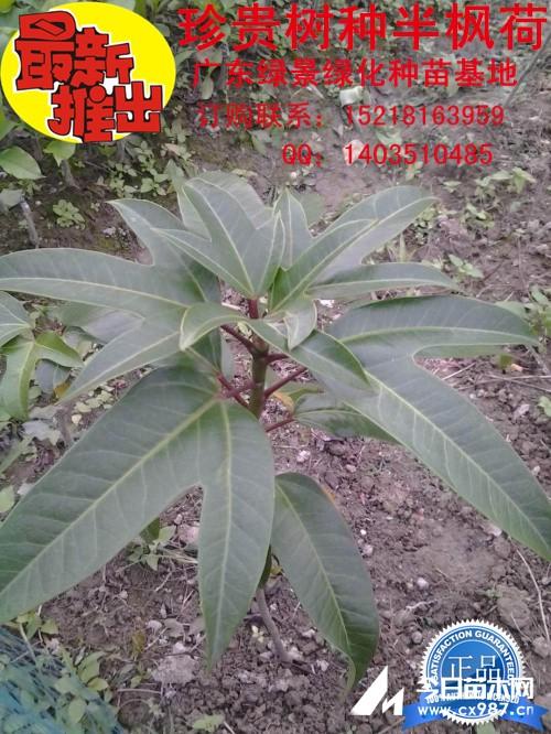 供应枫荷桂种苗