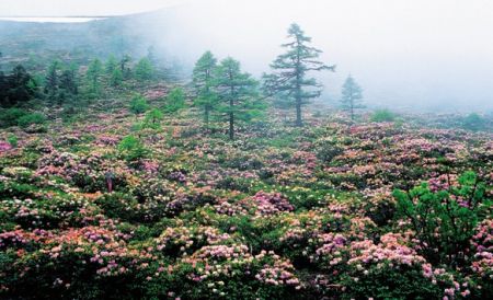 白马雪山高山杜鹃林