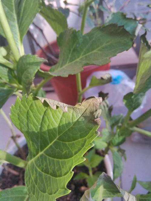 绣球花得什么病了?花茎变黑了,有的叶子开始枯了!怎么治疗?