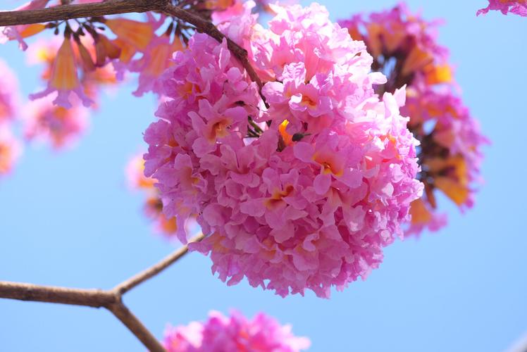 紫花风铃木花.深圳