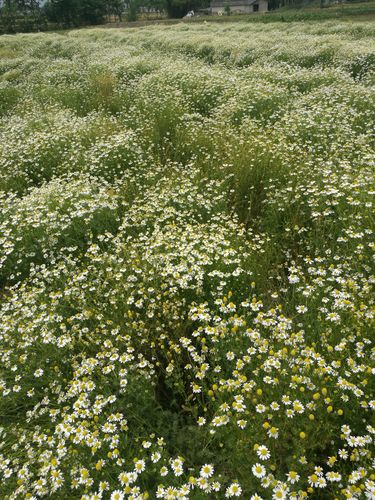 特价洋甘菊鲜花_自家种植 德国洋甘菊鲜花 2019年4月开售优惠券