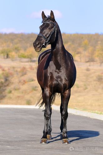 马的外表照片-正版商用图片003rdy-摄图新视界