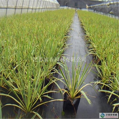 江苏宿迁大量供应各种规格金边凤尾兰花境植物 加仑盆苗 杯苗 袋苗