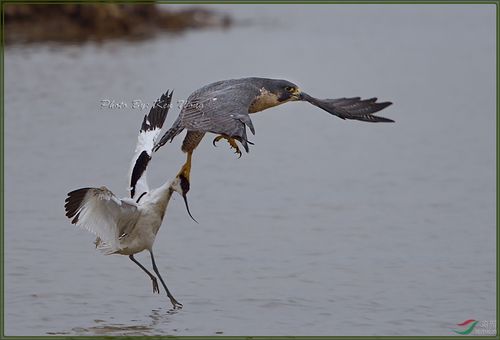 peregrine falcon 游隼
