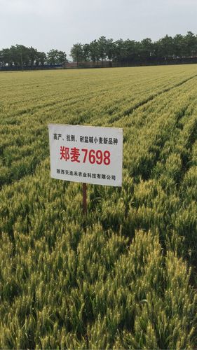 徐麦35郑麦7698专辑