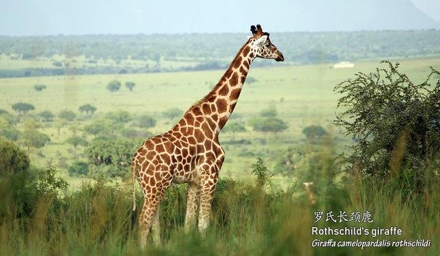 孝感野生动物摄影线路