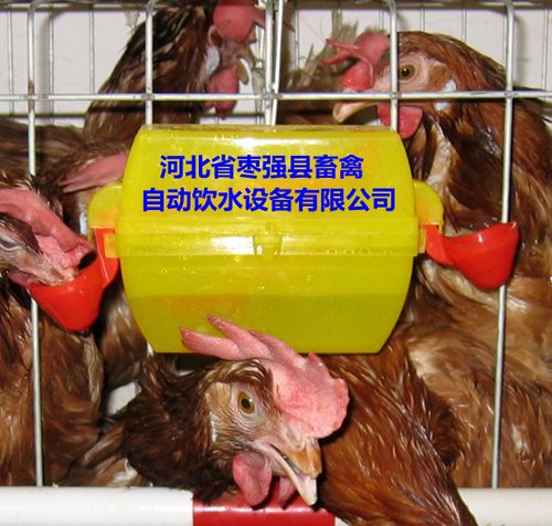 鸡饮水器