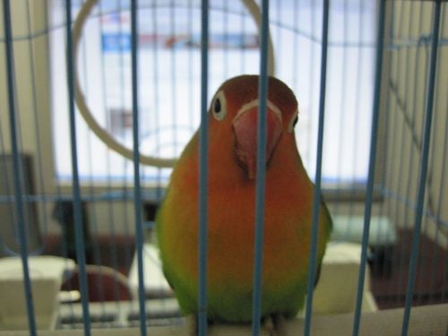 请养鸟的高手来看一下呀,我的这只牡丹鹦鹉是公的还是