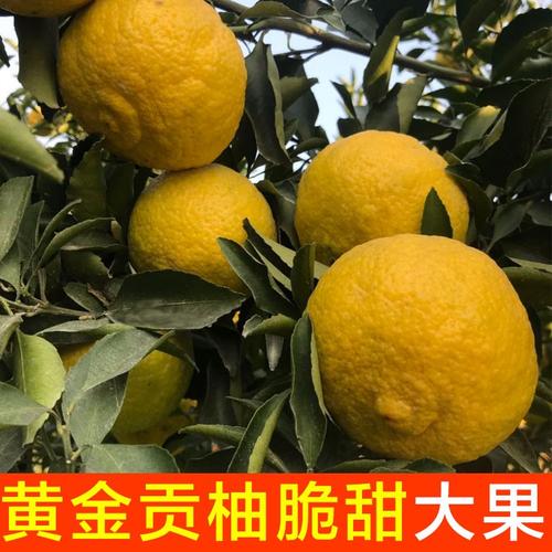 湖南怀化洪江黄金贡柚春香桔柚10斤日本小柚子新鲜水果5斤大果