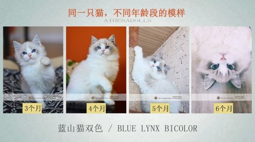 图文解读布偶猫的尴尬期了解布偶猫的成长变化