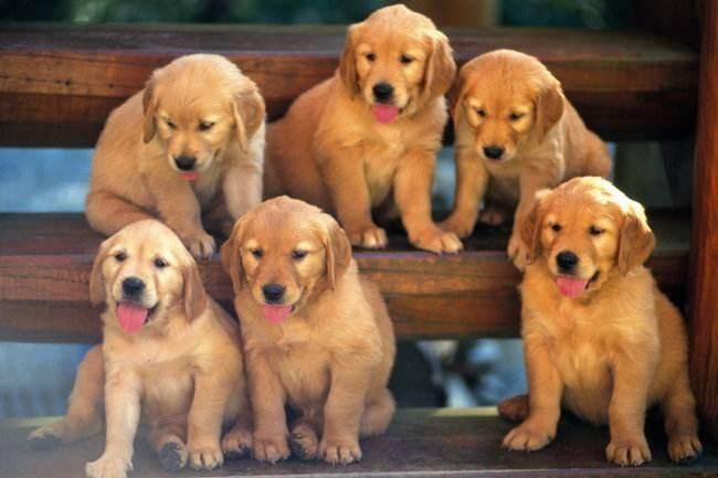 94年属狗人2017年运势运程:1994年属狗人的一生运程