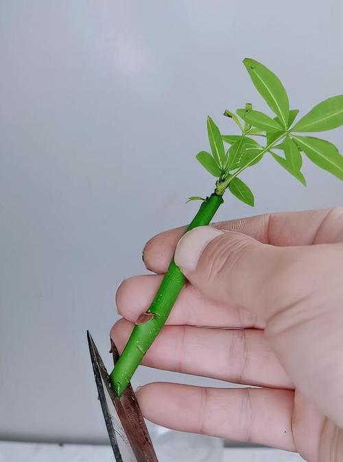 发财树的扦插方法想要成活率高技巧要牢记