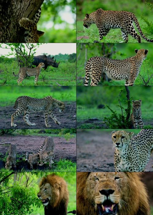 动物 狮子 豹子 非洲 热带动物 5k