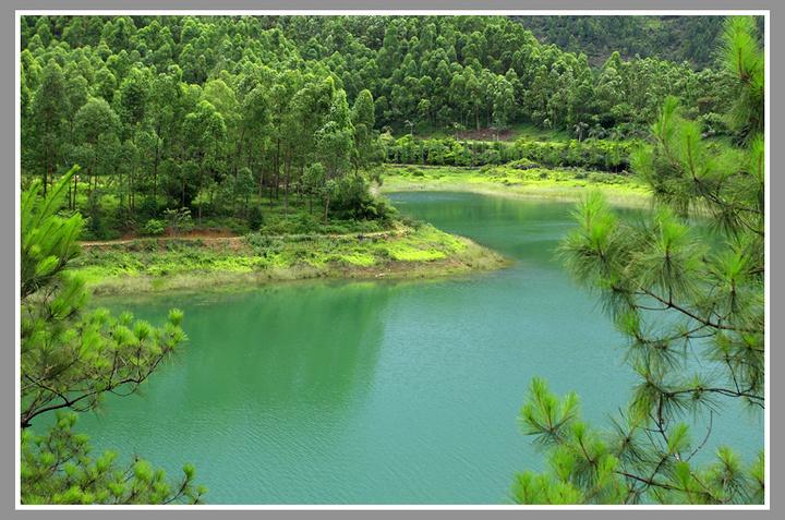 鹤山古劳茶山