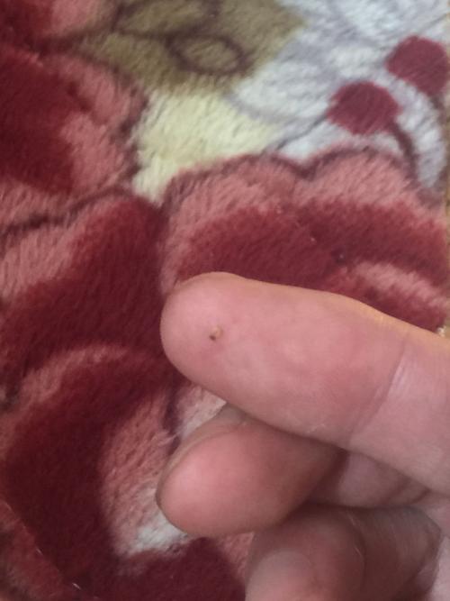 谁知道这是什么虫子狗身上的