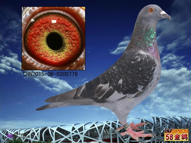 空运:按次数计算,得标1羽及多羽,每次均按300元支付,鸽友必须自行到